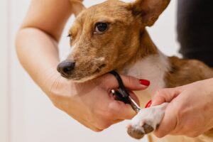 Uptown Hound Pet Grooming