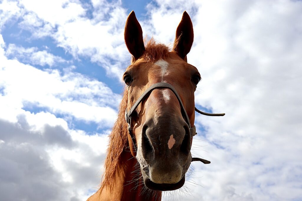 El Rancho Manana Campground & Riding Stables