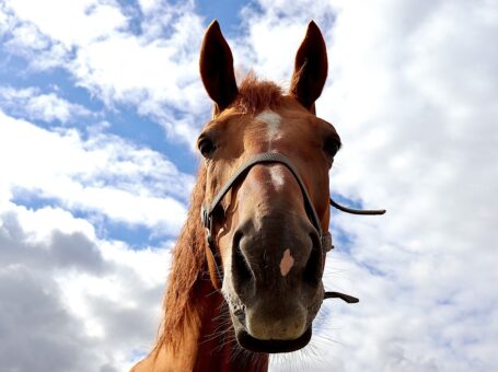 El Rancho Manana Campground & Riding Stables