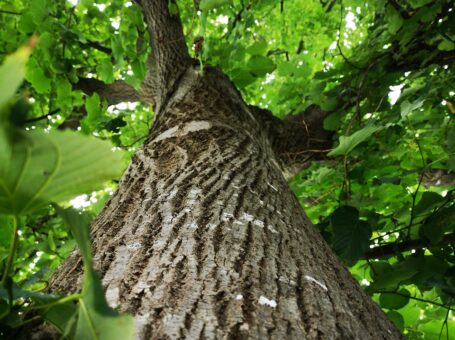 Earthbound Tree Trimming