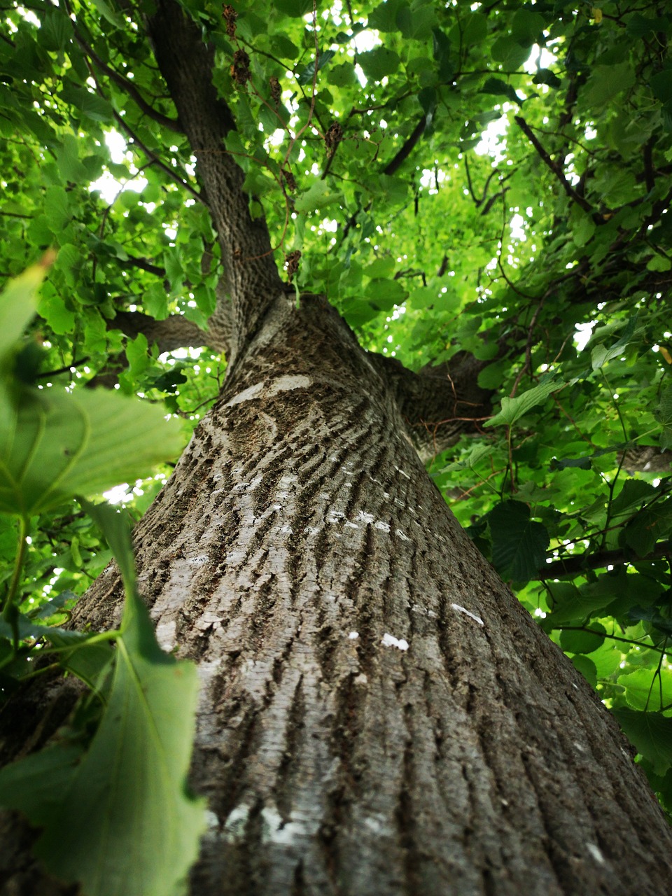 Earthbound Tree Trimming